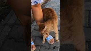 5 Alasan Kenapa Kucing Suka Menggosokan Tubuh ke Kaki Kita