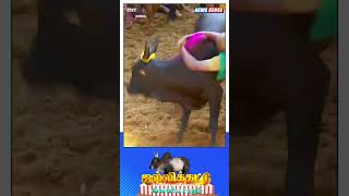 'மொட்டை நீ கெட்ட' - ஒரு அடில மாடை பிடிக்காதிங்க - Avaniyapuram Jallikattu 2022 | #shorts