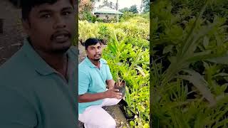 🌿యాలకులు మొక్కా🌿