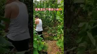 子清（农村搞笑） 两父女所到之处片甲不留，这是怎么下得去口😫 #农村搞笑段子 | funny video for laugh #Shorts #Short #Funny #Funny-videos