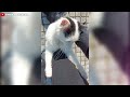 reuniting with the street cats after 1 year – their heartwarming reaction