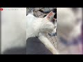 reuniting with the street cats after 1 year – their heartwarming reaction