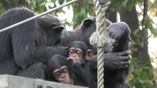 Mysterious four.    -Bonbon, Peach, Plum and Ibuki-  不思議な仲間たち　ボンボン、ピーチ、プラム、イブキ　Chimpanzee  多摩動物公園