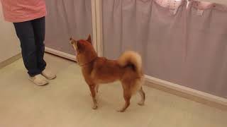 柴犬のヒールポジションウオーク