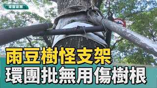 愛護樹木 | 雨豆樹怪支架 環團批防風或施工保護都無效