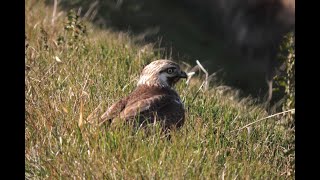 ノスリの幼鳥鳴き声