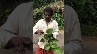 വാതക്കൊടി #trend #nature #malayalamhomily #plants @youtube #agriculture #malayalam #ഔഷധം