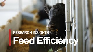 Research Insights - Feed Efficiency