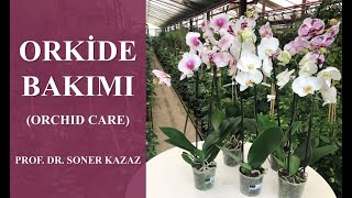 Orkide Bakımı, Neden  Çiçek Açmaz, En İyi Toprak Hangisi, Sulama ve Gübrelemesi, How To Care Orchids