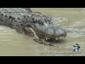 Python vs Alligator 10 -- Real Fight -- Python attacks Alligator