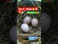 Day 3- 3Eggs😍 Bird's BABY Egg ❤️ #viral #shorts #youtubeshorts #birds #nature #egg #video