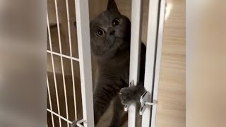 Smart cat figures out how to unlock cage to escape