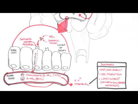 What is the importance of the intrinsic factor?