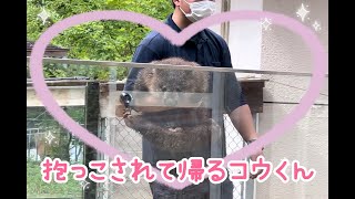 【五月山動物園】マル庭散歩を粘り過ぎて、パパに抱っこでお持ち帰りされちゃうウォンバットのコクくん💖(2023.5.28撮影)