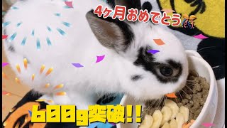 生後4ヶ月のうさぎ！ついに600ｇ！