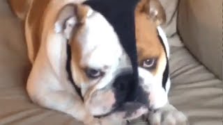 Dog Steals Thong Underwear From Owner, Hilarity Ensues - Funny Video of Grumpy Bulldog