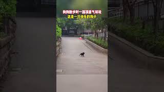 狗狗散步时一路顶着气球玩，这是一只快乐的狗子🐕 #狗狗 #萌宠