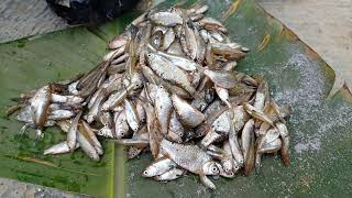 Karandi Fish Fry in Wooden Chulla ! Chhotee Machhalee ! How to Clean Minnow Fish ! Village Style !