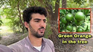 Green Orange in Our Guest House Bannu Pakistan 🇵🇰