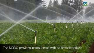 Irrigating Parsnips with the Nelson R2000WF and MRDC drain check