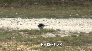 30秒の心象風景5231･よく似た鳥～セグロセキレイ・ハクセキレイ～