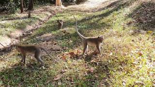 Wildlife monkey in Mohanokor troop WML012