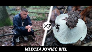 Mleczajowiec Biel - Czyli o grzybku który ma 3 braci...