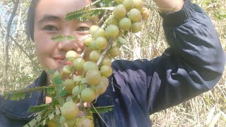 Harvesting of Amla  || Amla plucking from tree!!!