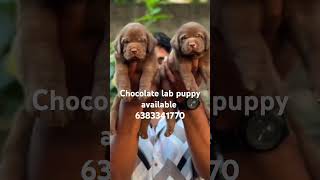 Chocolate lab puppy sale in madurai/coimbatore/Trichy/selam/chennai/bangalore/erode#chocolatelab