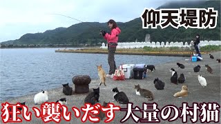 【堤防仰天】釣りをしていると大量の村猫が一斉に襲いかかる瞬間をカメラはとらえた（719話目）