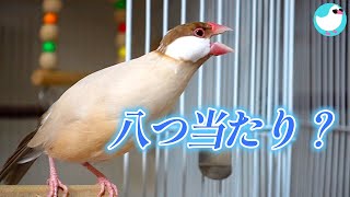 大人しい文鳥が突然イライラ怒り出す？～八つ当たり文鳥が可愛い