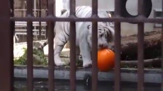 2016.5.14 宇都宮動物園☆ホワイトタイガーのアース王子_02