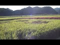 鹿児島市吉田町☆広がる田園風景と山々♪　２０１３年９月２１日