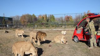 Ona tukio hapa ANGRY HUNGRY LIONS VS MAN FEEDING FRENZY VS TOURISTS