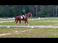 ziggy dressage