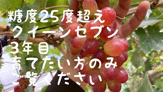 クイーンセブン3年目　育てたい方へ　2022年7月23日