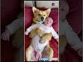 big dog hugs baby ❤️ agt gottalent cuteanimals baby animals dog