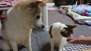 猫とうさぎと犬の物語　モコ\u0026ゆずスライドショー　パートⅤ Moko\u0026Yuzu　Slide Show Part Ⅴ