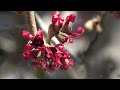 咲き始めた春の妖精（福寿草・節分草・雪割草・日本水仙など）~早春のみかも山公園~ 2023年2月5日 spring fairy blooming 栃木県栃木市岩舟町 4k