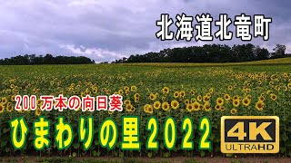 北竜町🌻ひまわりの里2022　最大級の向日葵畑🌻Sunflower Town Hokuryu　北海道　4K