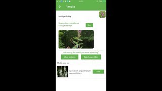 PlantSnap identifies a Showy ticktrefoil (Desmodium canadense)