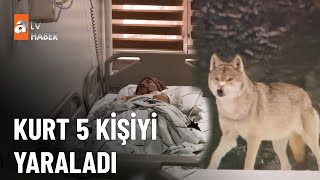 Köye inen kurt dehşet saçtı! - atv Haber 12 Nisan 2023