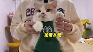 【黄桃不是猫】抓到一只打工时正在撒娇的梨！