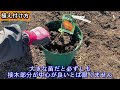 みかん栽培　20240217　みかんを鉢で育てよう　苗木の植え付け方【肥のあけぼの】