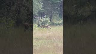 Coyote Jumps - wildlife