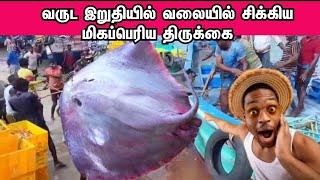 வருட இறுதியில் வலையில் சிக்கிய மிகப்பெரிய திருக்கை மீன் Biggest Fish