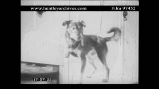 Ivan Pavlov's dogs in the U.S.S.R.  1930's.  Archive film 97452