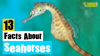 13 Facts About Seahorses - Learn All About Seahorses - Animals for Kids - Educational Video