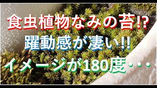 苔　スナゴケ　食虫植物並み!?　めっちゃ動く