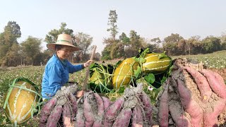 มื้อนี้ลงท่งนาหาขุดมันเทศมันแครอทมันกระปิ🥔🥔หัวใหญ่ๆหัวดกๆ 20/ก.พ/2568